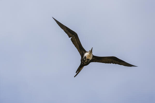 Great frigate bird (Frigata minor), Floreana Island, Galapagos islands, Ecuador.