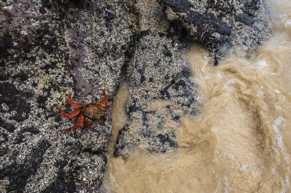 Sally Lightfoot Crab (Grapsus grapsus), Floreana Island, Galapagos islands, Ecuador.
