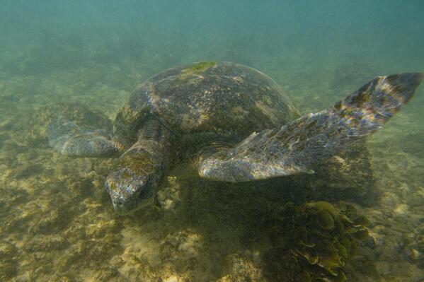 Pacific green sea turtle (Chelonia mydas agassizi), Post Office Bay, Floreana Island, Galapagos islands, Ecuador.