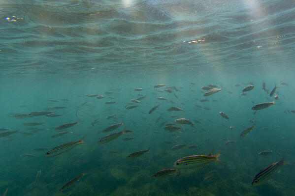 School of Black-striped Salema (Xenocys jessiae), Post Office Bay, Floreana Island, Galapagos islands, Ecuador.