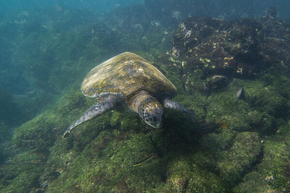 Pacific green sea turtle (Chelonia mydas agassizi), Post Office Bay, Floreana Island, Galapagos islands, Ecuador.