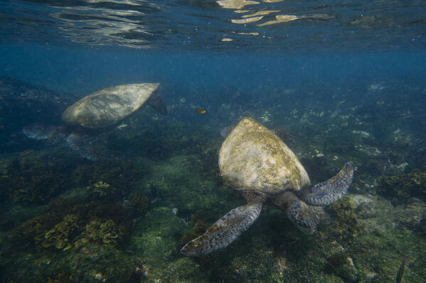 Pacific green sea turtle (Chelonia mydas agassizi), Post Office Bay, Floreana Island, Galapagos islands, Ecuador.