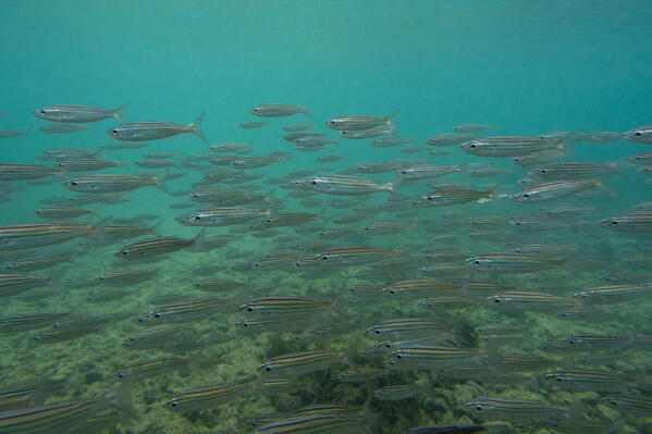 School of Black-striped Salema (Xenocys jessiae), Post Office Bay, Floreana Island, Galapagos islands, Ecuador.