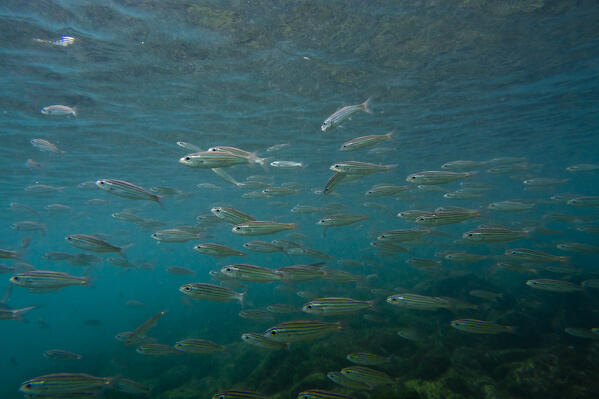 School of Black-striped Salema (Xenocys jessiae), Post Office Bay, Floreana Island, Galapagos islands, Ecuador.
