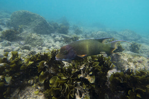 Streamer Hogfish (Bodianus diplotaenia) , Post Office Bay, Floreana Island, Galapagos islands, Ecuador.