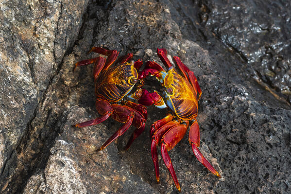 Sally Lightfoot Crab (Grapsus grapsus) mating, South Plaza Island, Galapagos islands, Ecuador.