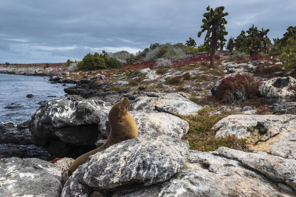 Galapagos Sea Lion (Zalophus californianus wollebaeki), South Plaza Island, Galapagos islands, Ecuador.
