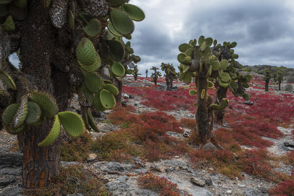 Sesuvium edmonstonei and cactus (Opuntia sp.), South Plaza Island, Galapagos islands, Ecuador.
