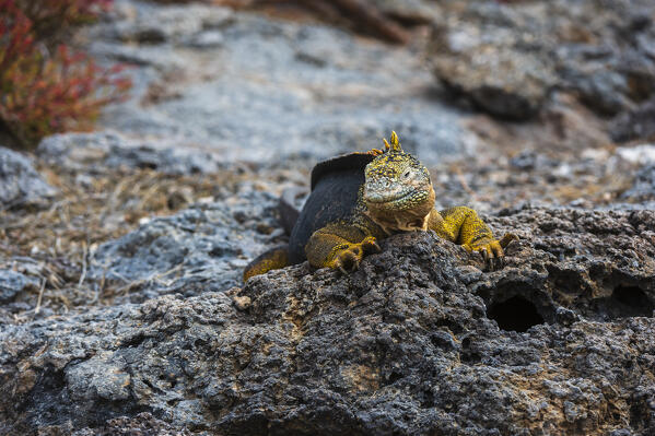 Land Iguana (Conolophus subcristatus), South Plaza Island, Galapagos islands, Ecuador.