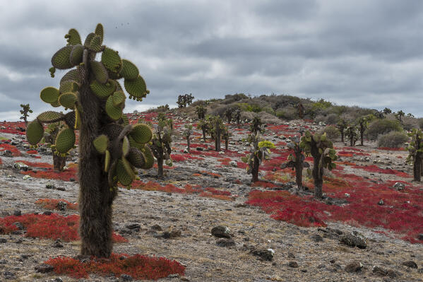 Sesuvium edmonstonei and cactus (Opuntia sp.), South Plaza Island, Galapagos islands, Ecuador.