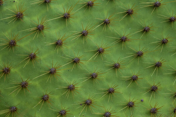Close up of a cactus (Opuntia sp.), South Plaza Island, Galapagos islands, Ecuador.