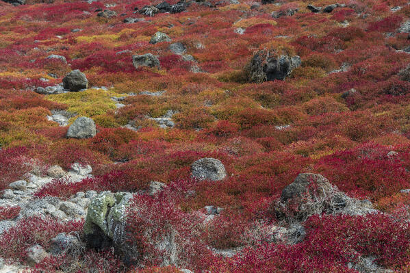 Sesuvium edmonstonei on South Plaza Island, Galapagos islands, Ecuador.