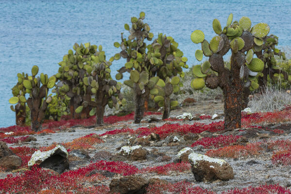 Sesuvium edmonstonei and cactus (Opuntia sp.), South Plaza Island, Galapagos islands, Ecuador.
