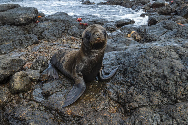 Galapagos Sea Lion (Zalophus californianus wollebaeki), South Plaza Island, Galapagos islands, Ecuador.