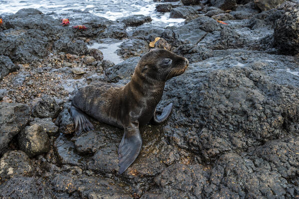 Galapagos Sea Lion (Zalophus californianus wollebaeki), South Plaza Island, Galapagos islands, Ecuador.