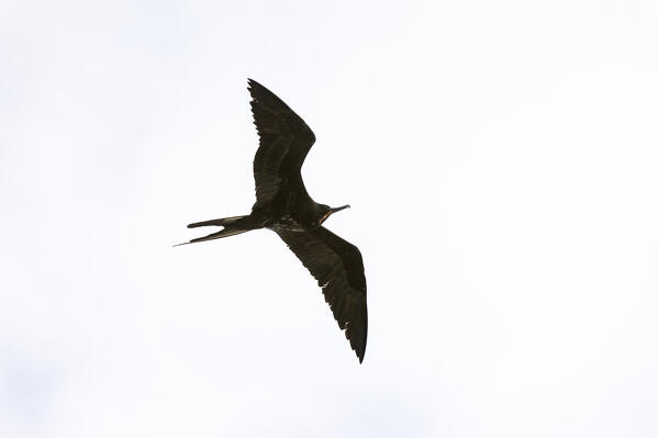 Great Frigate bird (Fregata minor ridgwayi), South Plaza Island, Galapagos islands, Ecuador.