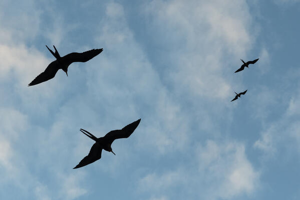 Great Frigate birds (Fregata minor ridgwayi), South Plaza Island, Galapagos islands, Ecuador.