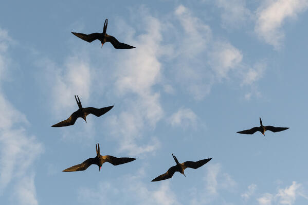 Great Frigate birds (Fregata minor ridgwayi), South Plaza Island, Galapagos islands, Ecuador.