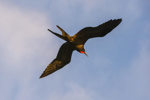 Great Frigate bird (Fregata minor ridgwayi), South Plaza Island, Galapagos islands, Ecuador.