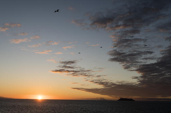 Great Frigate birds (Fregata minor ridgwayi), South Plaza Island, Galapagos islands, Ecuador.