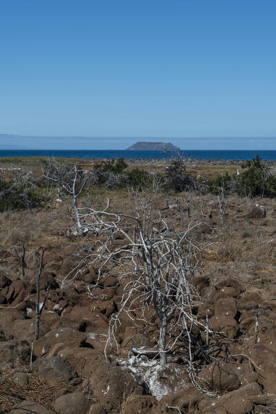 North Seymour island, Galapagos Islands, Ecuador.