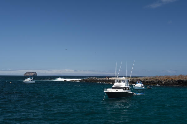 North Seymour island, Galapagos Islands, Ecuador.
