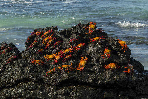 Sally Lightfoot Crab (Grapsus grapsus), Bachas beach, North Seymour island, Galapagos islands, Ecuador.