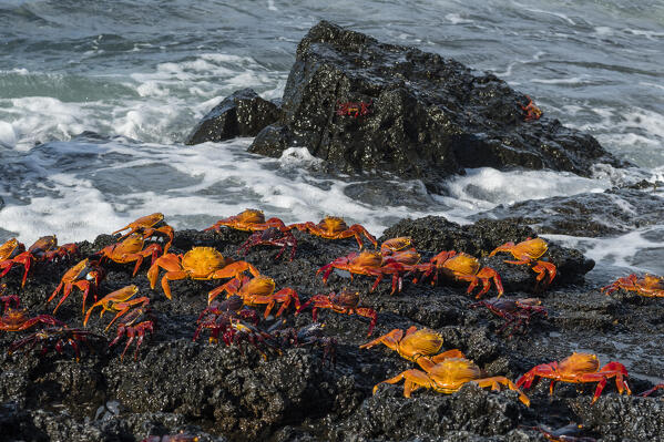 Sally Lightfoot Crab (Grapsus grapsus), Bachas beach, North Seymour island, Galapagos islands, Ecuador.
