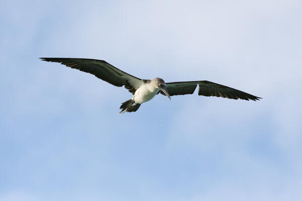 Blue-footed Booby (Sula nebouxii), Bachas beach, North Seymour island, Galapagos islands, Ecuador.