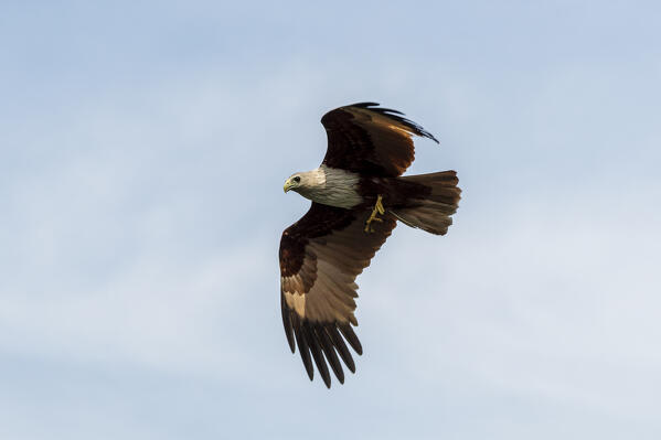 A Brahminy kite (Haliastur indus), the symbol of Langkawi,  Kilim Geoforest Park, Langkawi, Malaysia.