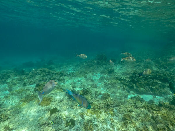Ko Miang, Similan Islands, Thailand.