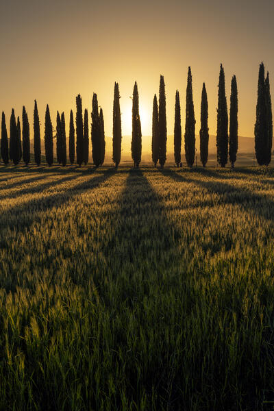 Europe, Italy, Tuscany, Val d'Orcia: Poggio Covili fields painted in gold