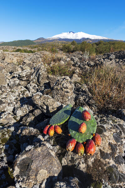 Prickly pear with fruits among the black volcanic landscape of the mount Etna covered with snow in the background, Nicolosi, Catania province, UNESCO World heritage Site, Sicily, Mediterranean Sea, Southern Italy, Italy, Southern Europe, Europe