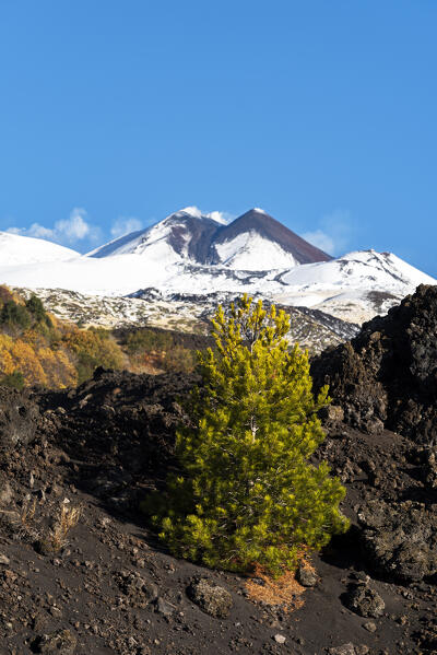 Solitary pine tree in the black volcanic landscape of the mount Etna covered with snow in winter, Piano Vetore, Regalna, Catania province, UNESCO World heritage Site, Sicily, Mediterranean Sea, Southern Italy, Italy, Southern Europe, Europe
