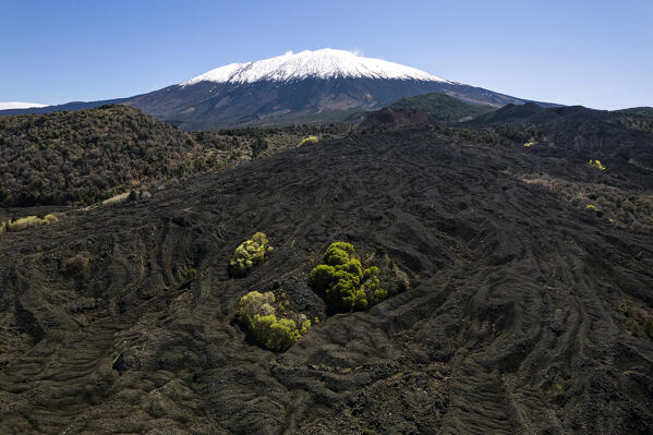 Small group of trees emerging from the black volcanic landscape at the foot of the snowy mount Etna (volcano Etna) in the morning, aerial view, UNESCO word heritage site, Piano dei Grilli, Bronte, Catania province, Sicily, South of Italy, Italy, Europe