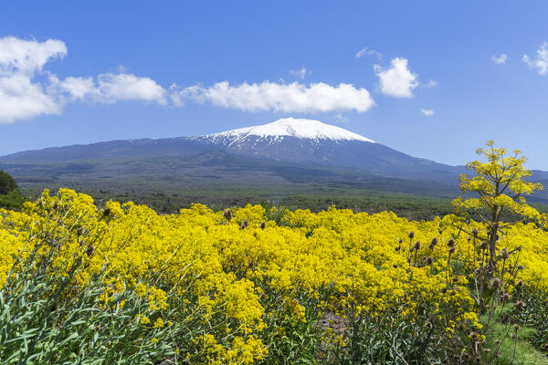 View of a field of yellow flowers at the foot of Mount Etna covered in spring snow, UNESCO word heritage site, Bronte, Catania province, Sicily, South of Italy, Italy, Europe