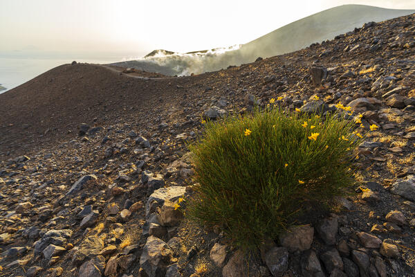 Volcanic vegetation on rocky field on top of the smoking crater of Vulcano, Vulcano island, Aeolian islands, Messina province, Sicily, Tyrrhenian Sea, Mediterranean Sea, South of Italy, Italy, Europe