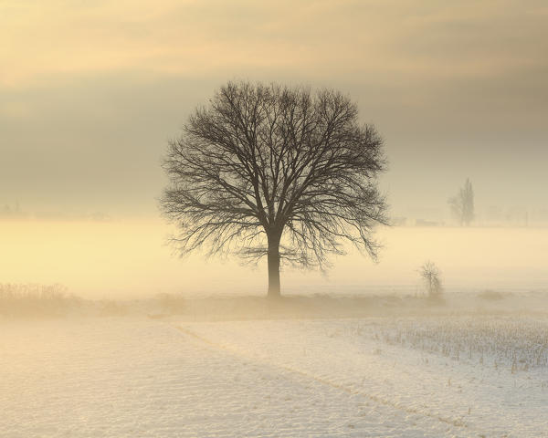 Po Valley, Piedmont, Italy. Piedmont countryside in winter in a cold and foggy morning.