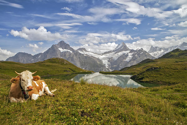 A cow relaxes on the grass infront of the  mountains landscape, with an alpine lake,  and glaciers in the background, Bernese Oberland, Swiss alps, Switzerland