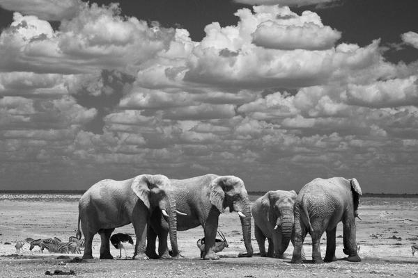 Elephants in the Etosha National Park in Namibia,Africa,