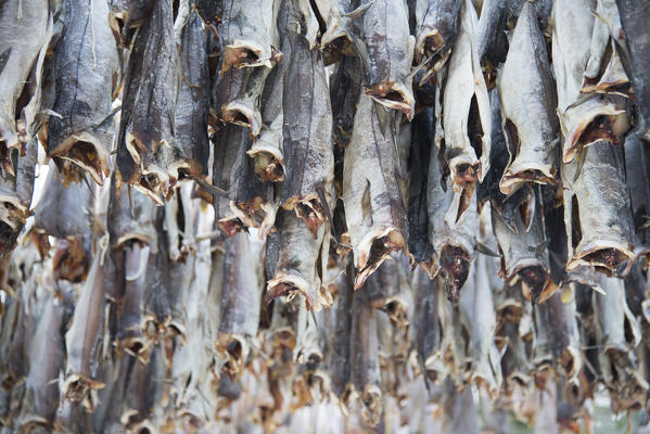 Detail of stockfish, called also cods, on the traditional norwegian scaffolding; Norway, Lofoten Islands.