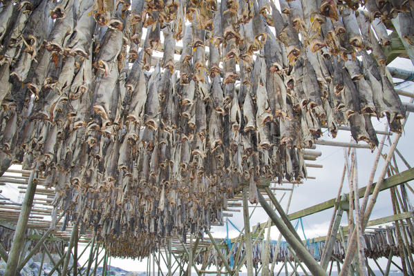 Thousands of stockfish, also called cod fish, on the traditional norwegian scaffolding, Norway, Lofoten Islands.
