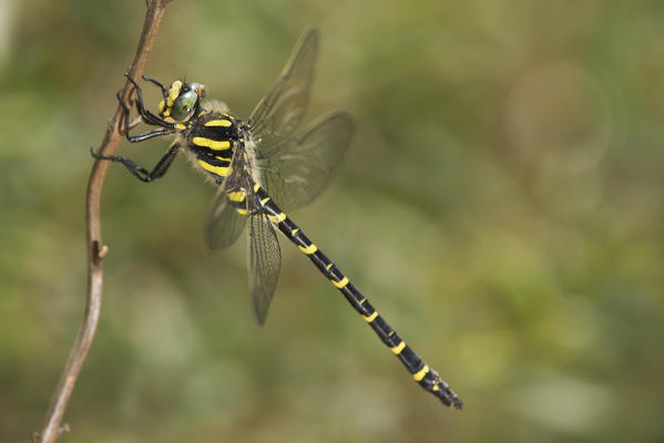 Specimen of Golden-ringed dragonfly, Cordulegaster boltinii, on the branch.