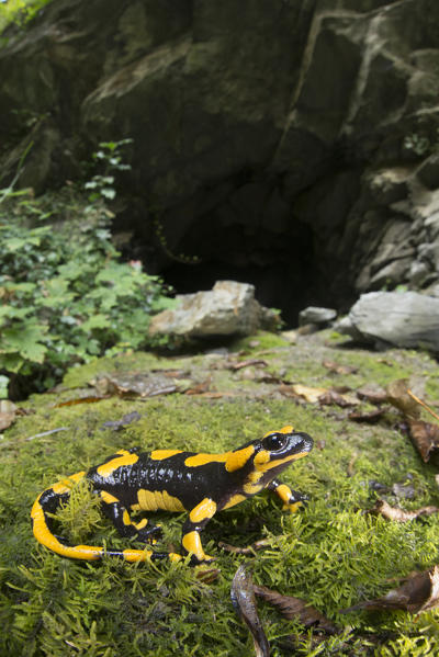 Specimen of Fire salamander, Salamandra salamandra
