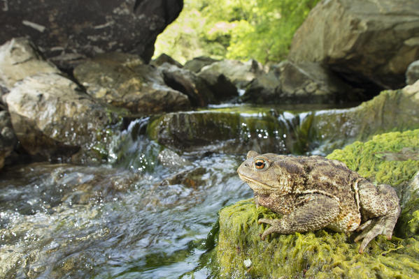 Specimen of Common toad, Bufo Bufo