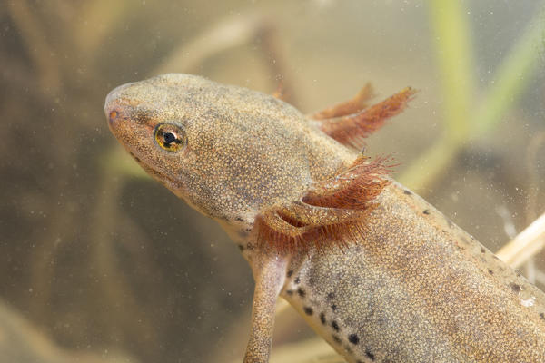 Specimen of Alpine newt, Triturus alpestris, in neotenic form. In this form the adults keeping the larva characters, here the gills.