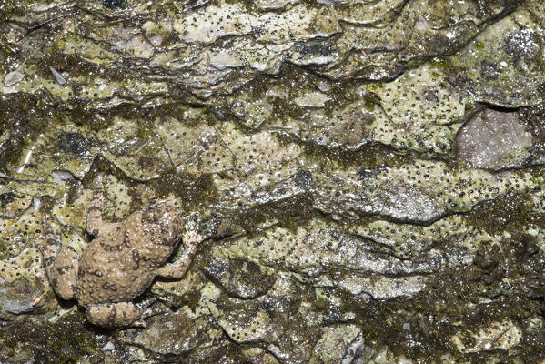 Specimen of Appennine yellow-bellied toad (Bombina pachypus) that it is perfectly well-camouflaged with the environment around it.

