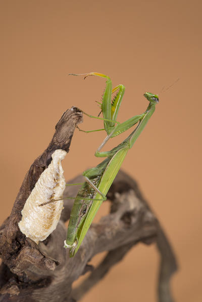 Specimen of Mantis religiosa, common name European mantis, near its ooteca.