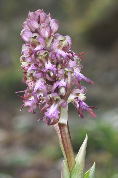Wild orchid, Barlia robertiana
