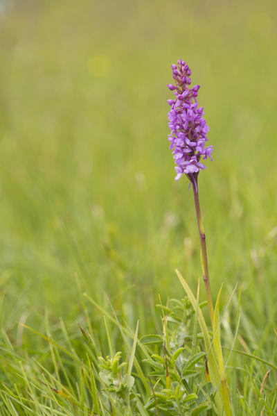 Wild orchid, Gymnadenia conopsea